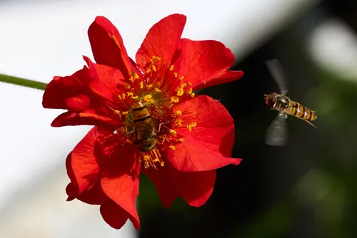 This macro nature photograph captures two hoverflies interacting with a vibrant Geum Mrs Bradshaw flower, its distinctive red petals and yellow stamens clearly visible. The image, taken in the morning during the summer season, shows one hoverfly perched on the flower while another hovers nearby in mid-air, highlighting the fascinating relationship between plants and insects. The detailed close-up emphasizes the beauty and complexity of flowers and their pollinators, with the Geum Mrs Bradshaw flower serving as the main subject and focal point of the scene.